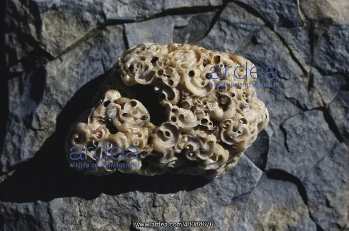 : Coquina, a shell conglomerate found on the beach in San Mateo County, California : Coquina, a shell conglomerate found on the beach in San Mateo County, California
