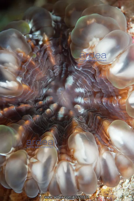 : Coral : Coral
