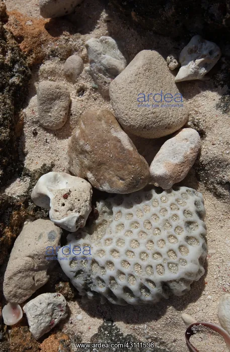 : Coral on a Bahamian Beach : Coral on a Bahamian Beach