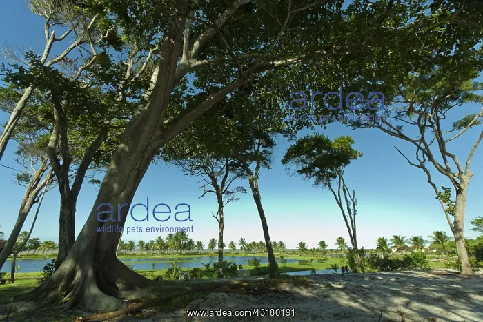 : Coral Beach, Bahia : Coral Beach, Bahia