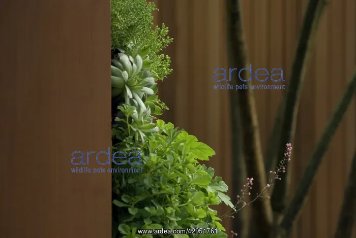 : Coral bells : Coral bells