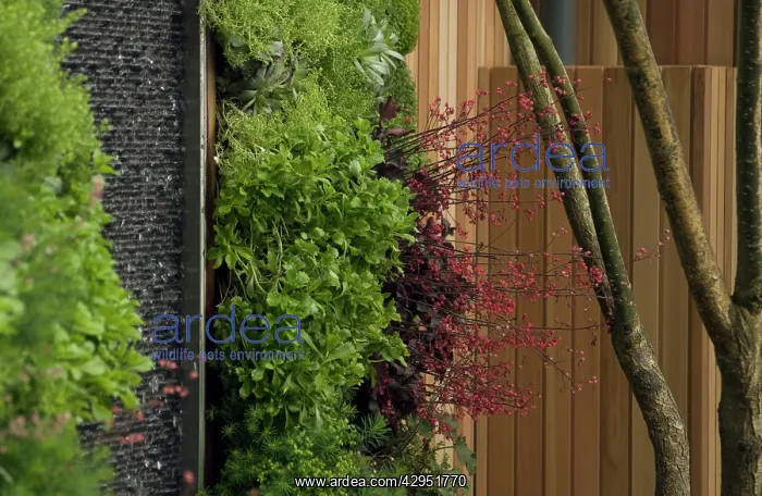 : Coral bells : Coral bells