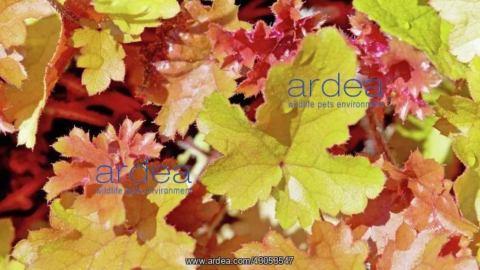 : Coral bells : Coral bells