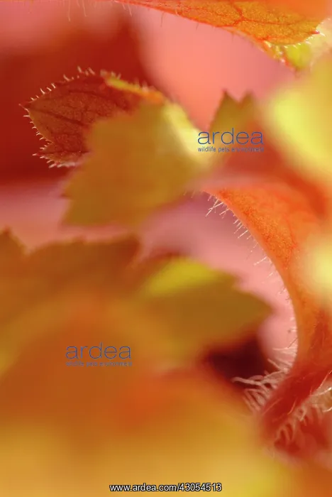 : Coral bells : Coral bells