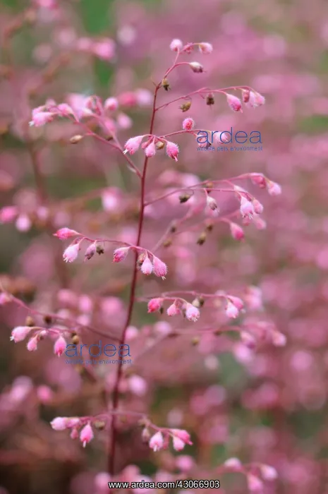: Coral bells : Coral bells
