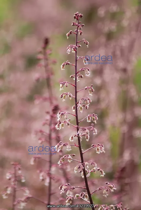 : Coral bells : Coral bells