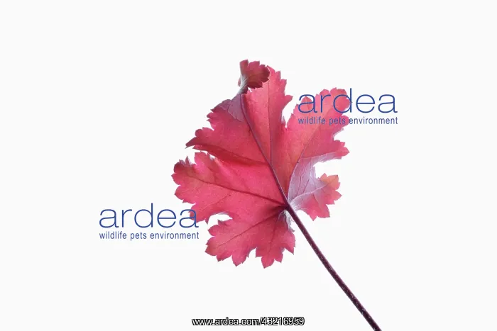 : Coral bells, Heuchera Creme Brulee, Red subject : Coral bells, Heuchera Creme Brulee, Red subject
