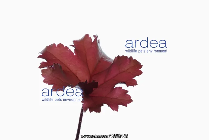 : Coral bells, Heuchera Marmalade, Red subject : Coral bells, Heuchera Marmalade, Red subject