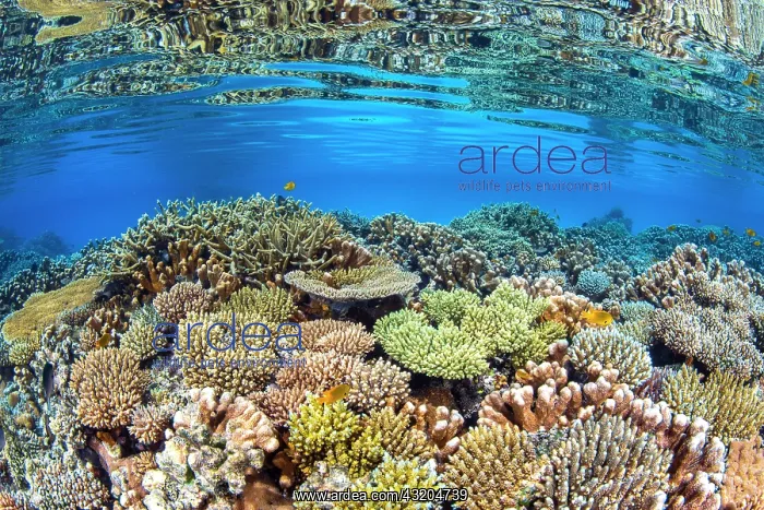 : Coral biodiversity of the North Reef of Mayotte : Coral biodiversity of the North Reef of Mayotte