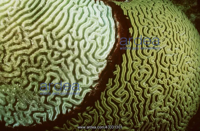 : Coral - Black Band Disease : Coral - Black Band Disease