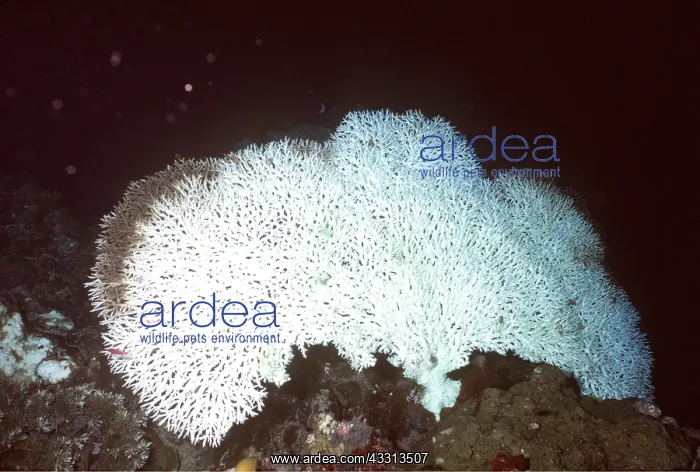 : CORAL bleached / bleaching- caused by climate change : CORAL bleached / bleaching- caused by climate change