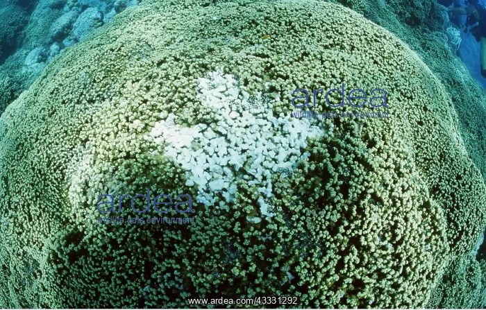 : Coral - bleached / bleaching causing death of coral : Coral - bleached / bleaching causing death of coral
