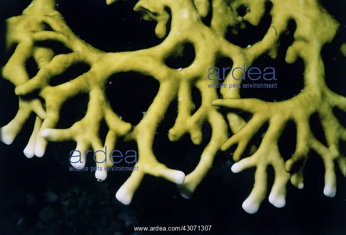: Coral Bleaching : Coral Bleaching