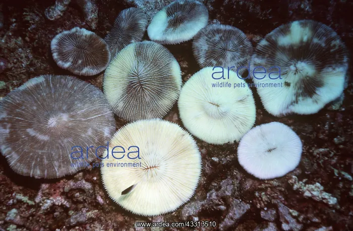 : CORAL - bleaching / bleached causing death of coral : CORAL - bleaching / bleached causing death of coral