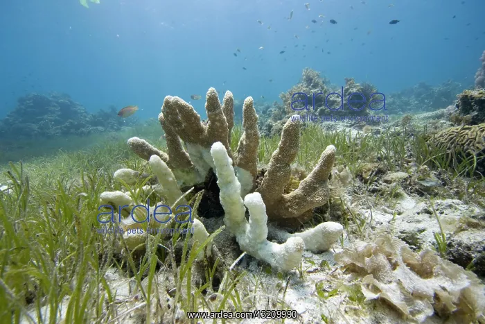 : Coral bleaching caused by global warming, leading : Coral bleaching caused by global warming, leading