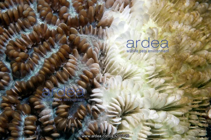 : Coral bleaching, dying Stony coral, Indonesia, Southeast : Coral bleaching, dying Stony coral, Indonesia, Southeast