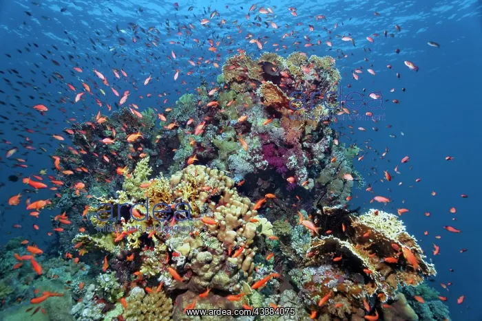 : Coral block on coral reef, typical, with many different : Coral block on coral reef, typical, with many different