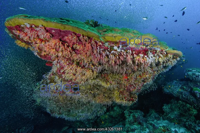 : Coral block of mountain coral (Porites lutea) is : Coral block of mountain coral (Porites lutea) is