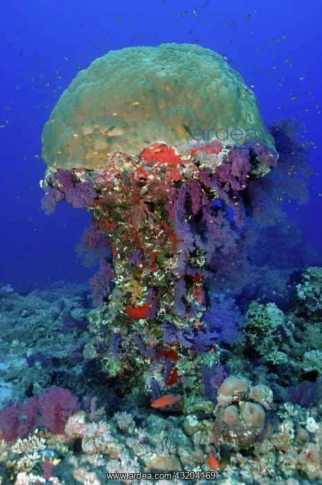  : Coral block of stony corals (Scleractinia) in the