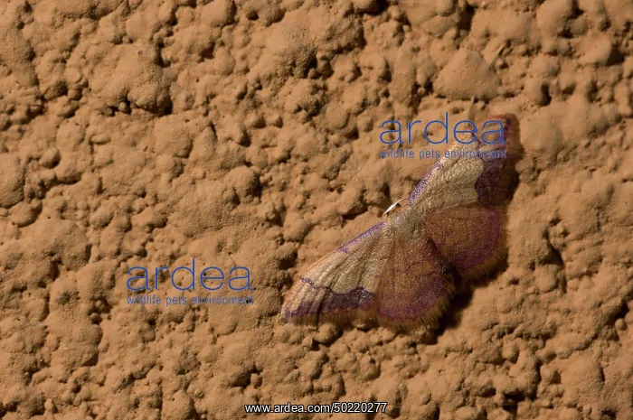 : The Coral-bordered Wave (Idaea ostrinaria) resting on wall by night, Liguria, Italy : The Coral-bordered Wave (Idaea ostrinaria) resting on wall by night, Liguria, Italy
