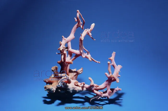: Coral Branch : Coral Branch