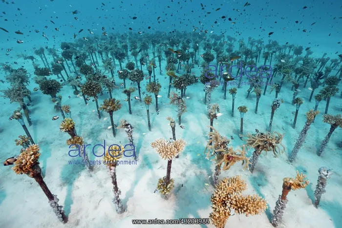 : Coral breeding of hard corals (Sleractinia) on metal : Coral breeding of hard corals (Sleractinia) on metal
