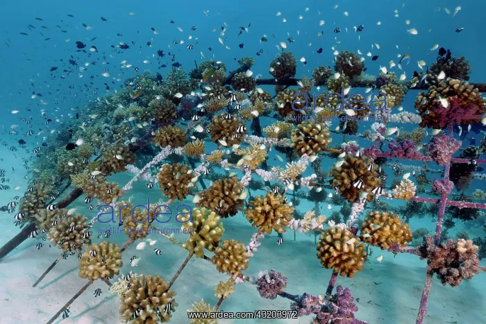 : Coral breeding of stony corals (Scleractinia) on : Coral breeding of stony corals (Scleractinia) on