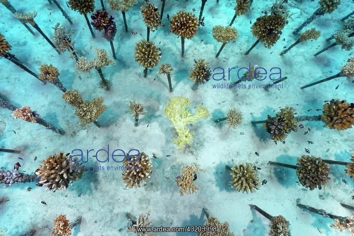 : Coral breeding of stony corals (Scleractinia) on : Coral breeding of stony corals (Scleractinia) on