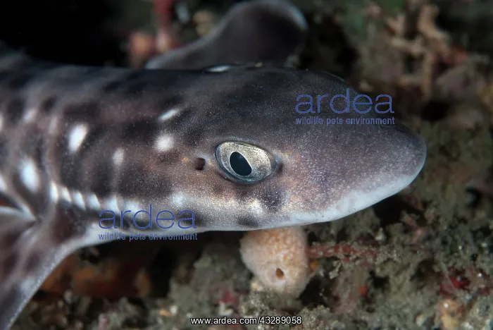 : Coral Cat Shark : Coral Cat Shark