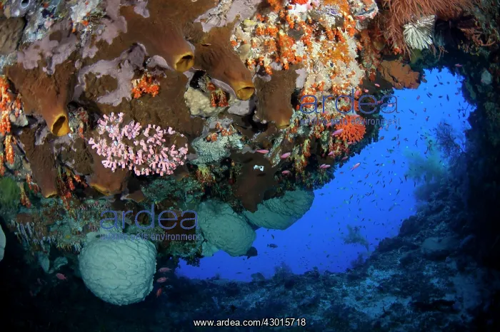  : Coral in cave