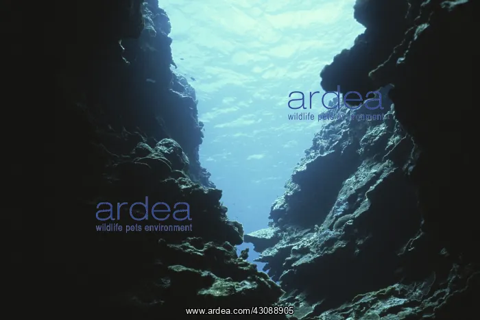 : Coral Cave : Coral Cave