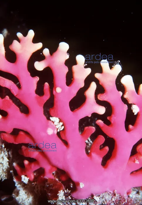 : CORAL CAVE - Hard Stinging : CORAL CAVE - Hard Stinging
