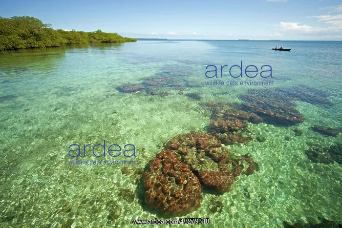 : Coral in the clear water of the small Caribbean : Coral in the clear water of the small Caribbean