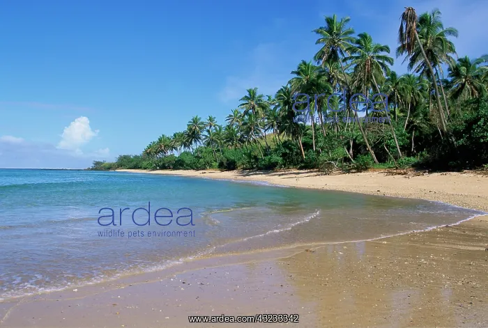: Coral Coast, Viti Levu, Fiji : Coral Coast, Viti Levu, Fiji