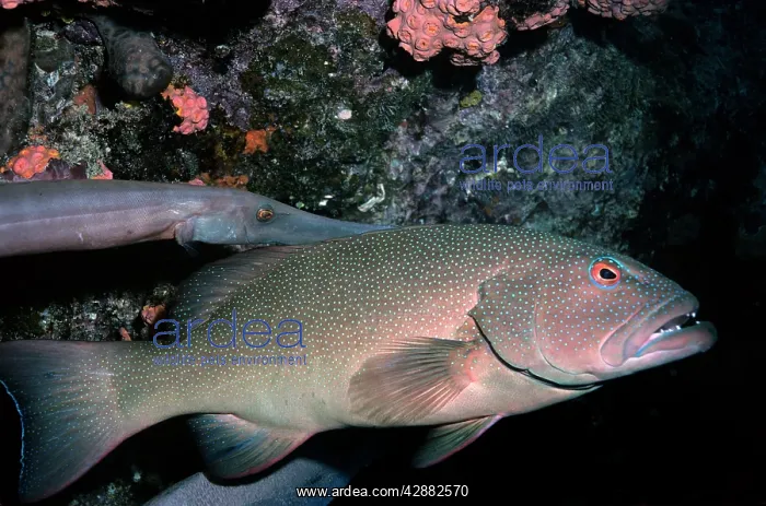 : CORAL COD (Plectropomus leopardus). Great Barrier Reef, Indo-Pacific : CORAL COD (Plectropomus leopardus). Great Barrier Reef, Indo-Pacific