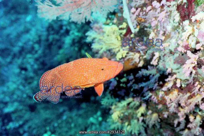 : Coral cod (Cephalopholis miniata). Similan Islands, Andaman Sea, Thailand : Coral cod (Cephalopholis miniata). Similan Islands, Andaman Sea, Thailand