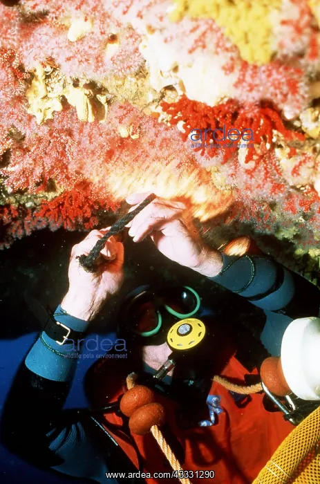  : CORAL collecting by scuba diver. Coraileur from