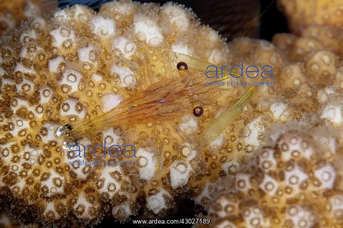 : Coral Commensal Shrimp : Coral Commensal Shrimp