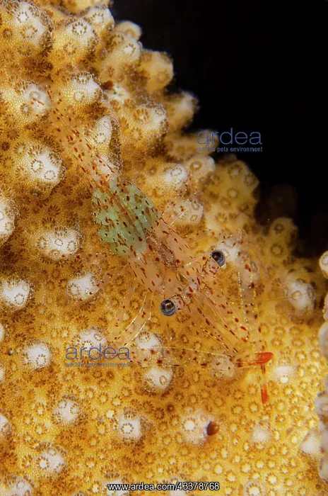 : Coral Commensal Shrimp : Coral Commensal Shrimp