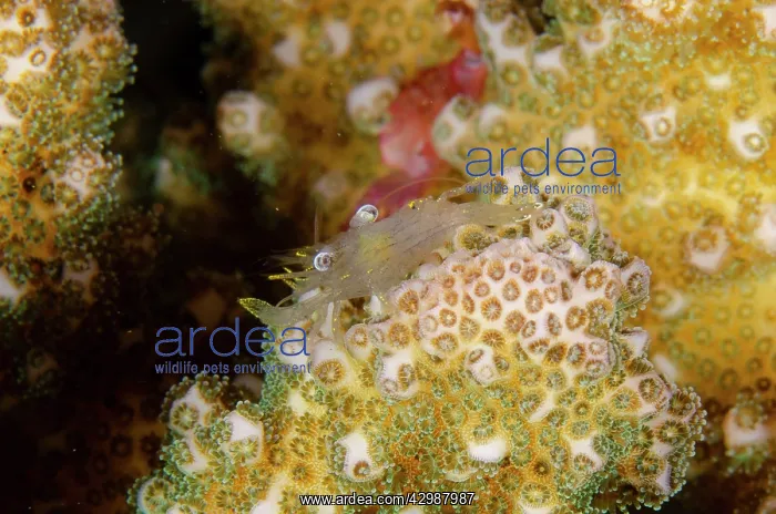 : Coral Commensal Shrimp - camouflaged on Hard Coral : Coral Commensal Shrimp - camouflaged on Hard Coral