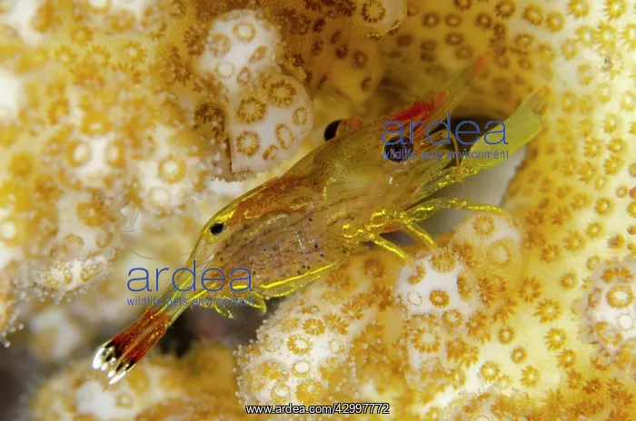 : Coral Commensal Shrimp on coral - night dive - Scuba : Coral Commensal Shrimp on coral - night dive - Scuba