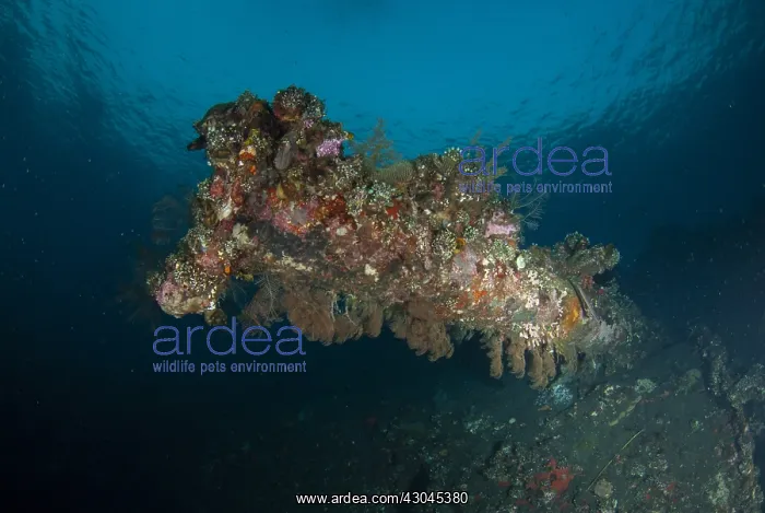 : Coral-covered turret - USAT (US Army Transport) : Coral-covered turret - USAT (US Army Transport)