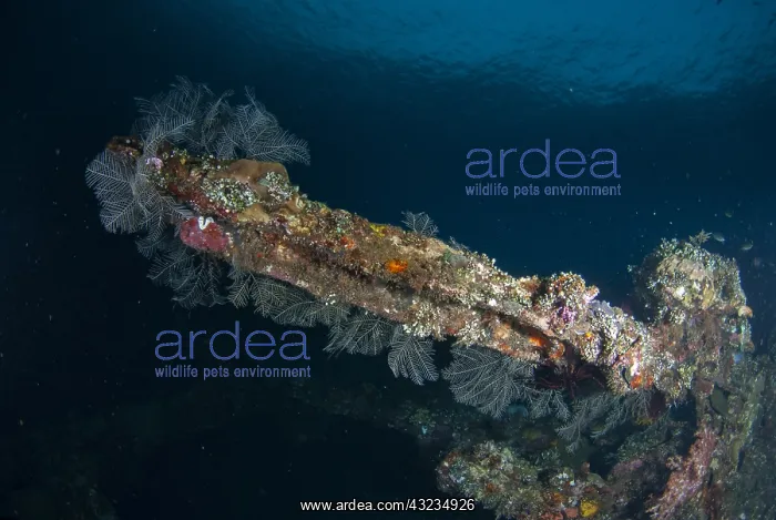 : Coral-covered wreck - USAT (US Army Transport) Liberty : Coral-covered wreck - USAT (US Army Transport) Liberty