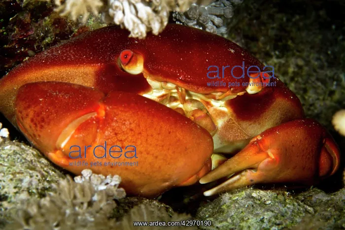 : Coral Crab : Coral Crab