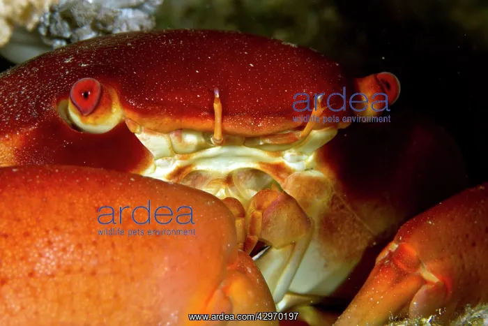 : Coral Crab : Coral Crab