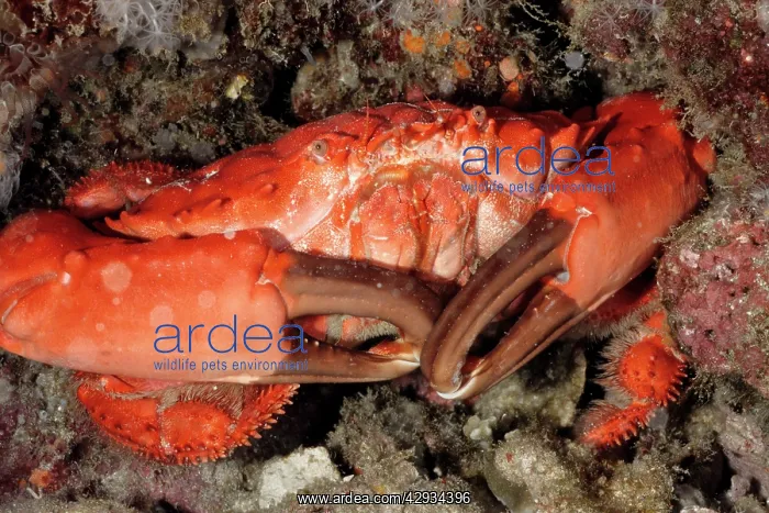  : Coral crab, also called Splendid round crab. Toxic
