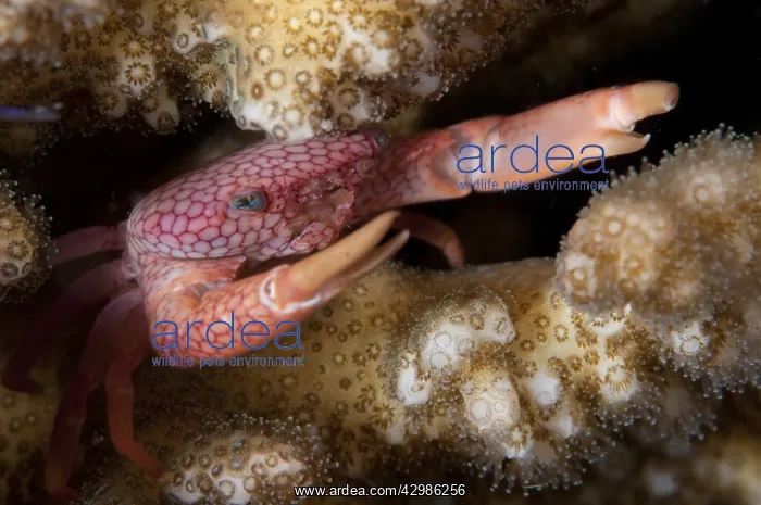  : Coral Crab - on coral - TK1 dive site, Lembeh
