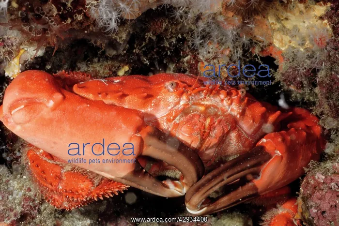 : Coral crab. Toxic. Carapace about 75 mm across : Coral crab. Toxic. Carapace about 75 mm across