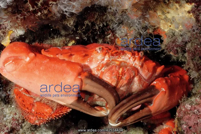 : Coral crab. Toxic. Carapace about 75 mm across : Coral crab. Toxic. Carapace about 75 mm across