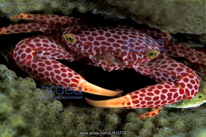 : Coral crab, Trapezia rufopunctata, Walindi, West New Britain : Coral crab, Trapezia rufopunctata, Walindi, West New Britain